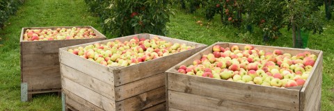 Image de grandes boîtes remplies de pommes placées dans un jardin.