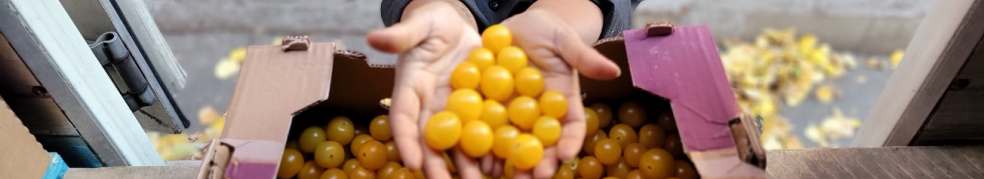 In this image, a woman's hand is holding a yellow berries.