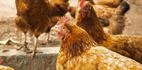 An image showing a group of golden brown chickens.