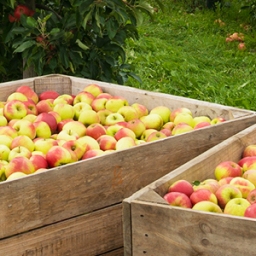 This banner image shows apples in two boxes on the floor.