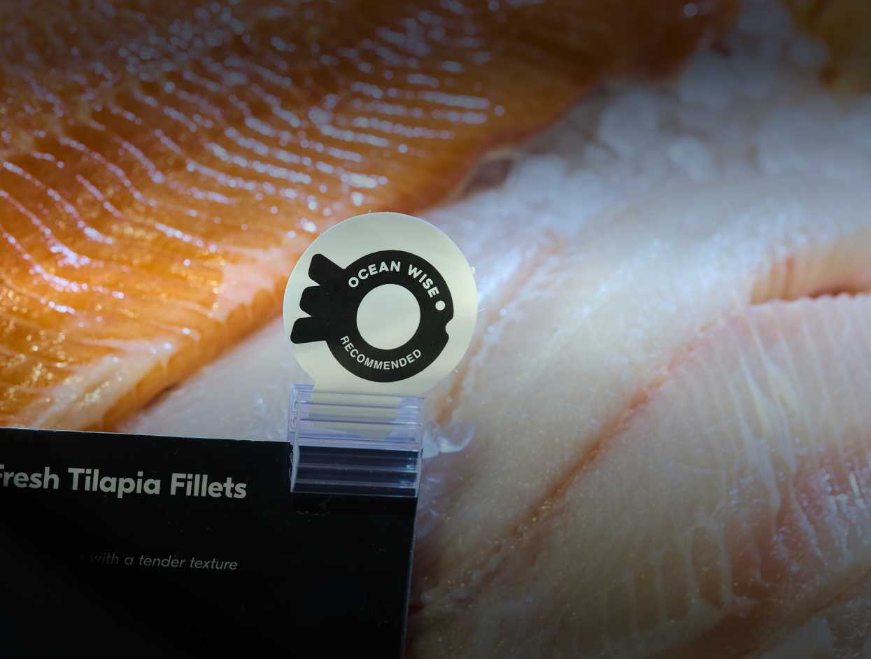 An image of Fresh tilapia fillets